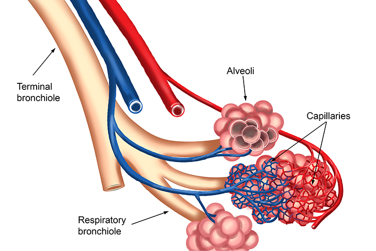 Diagram showing the network of blood vessels around an alveolus